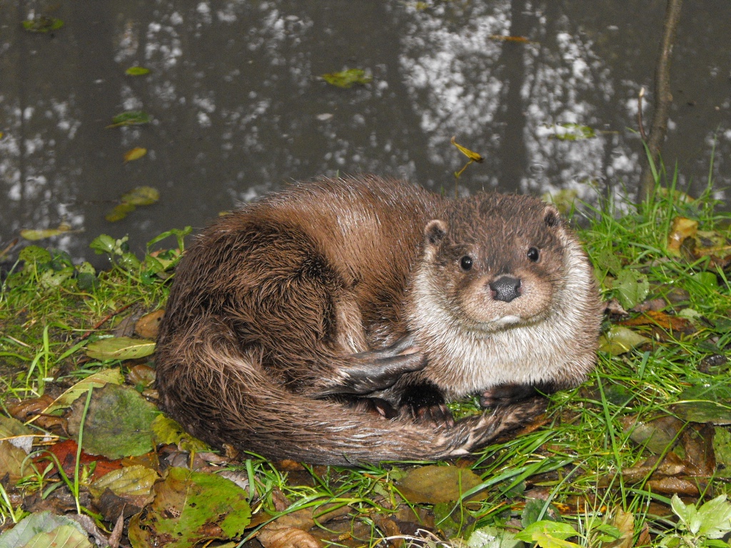11 loutre pna loutre sfepm (1)