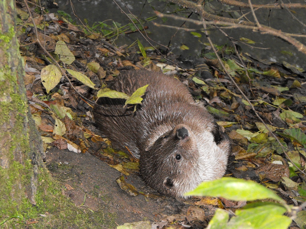 11 loutre pna loutre sfepm (3)