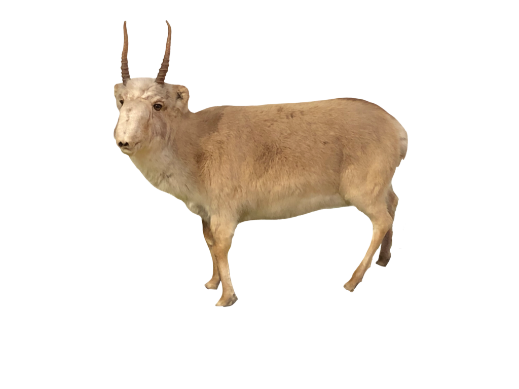 13 saiga 2