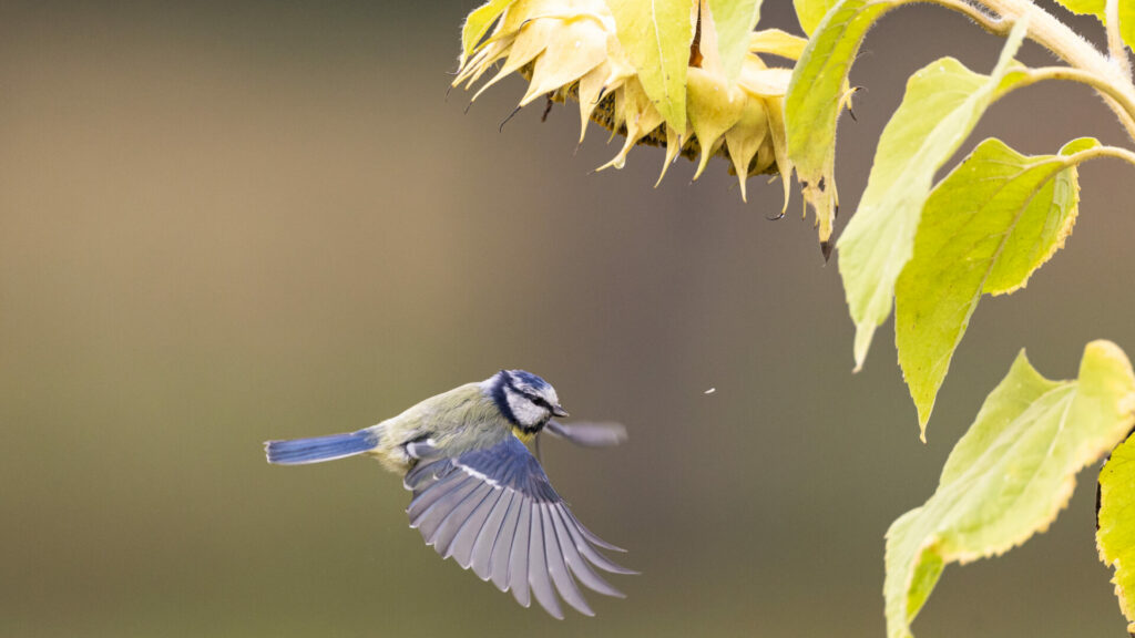 2.mésange bleue dgest