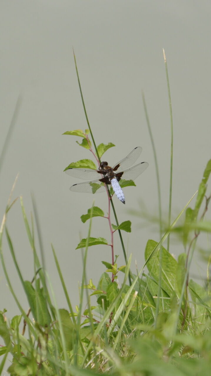 20 anisoptère (1)