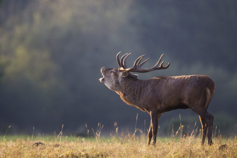 23.0 soirées brame mieux connaître les cerfs de nos forêts