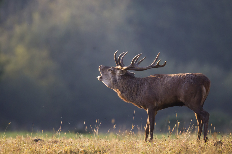 23.0 soirées brame mieux connaître les cerfs de nos forêts