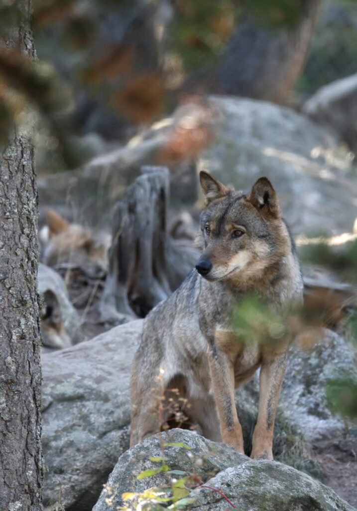 5 loup dgest (2)