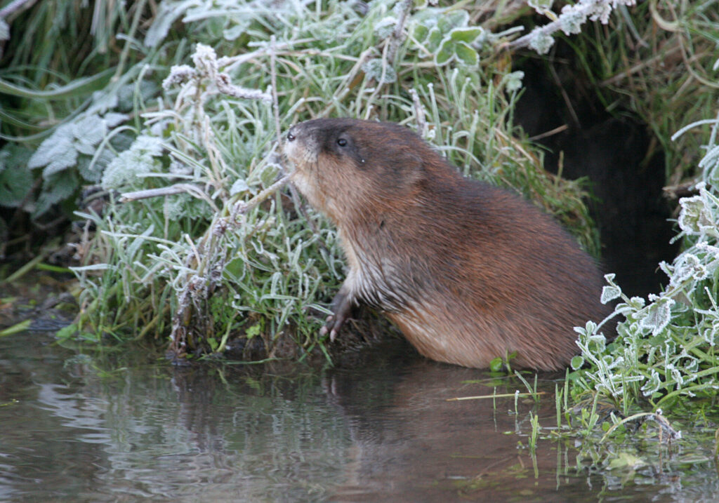 6 rat musqué dgest