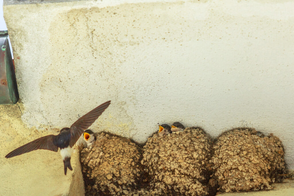 barn swallow feeding chicks
