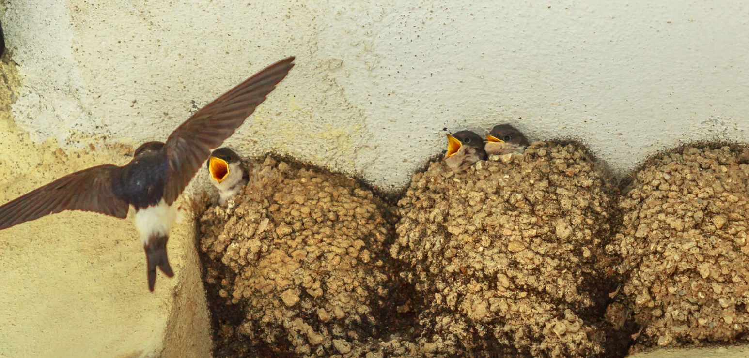 barn swallow feeding chicks