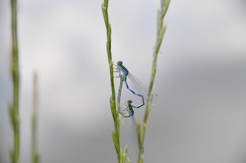 9 agrion mignon