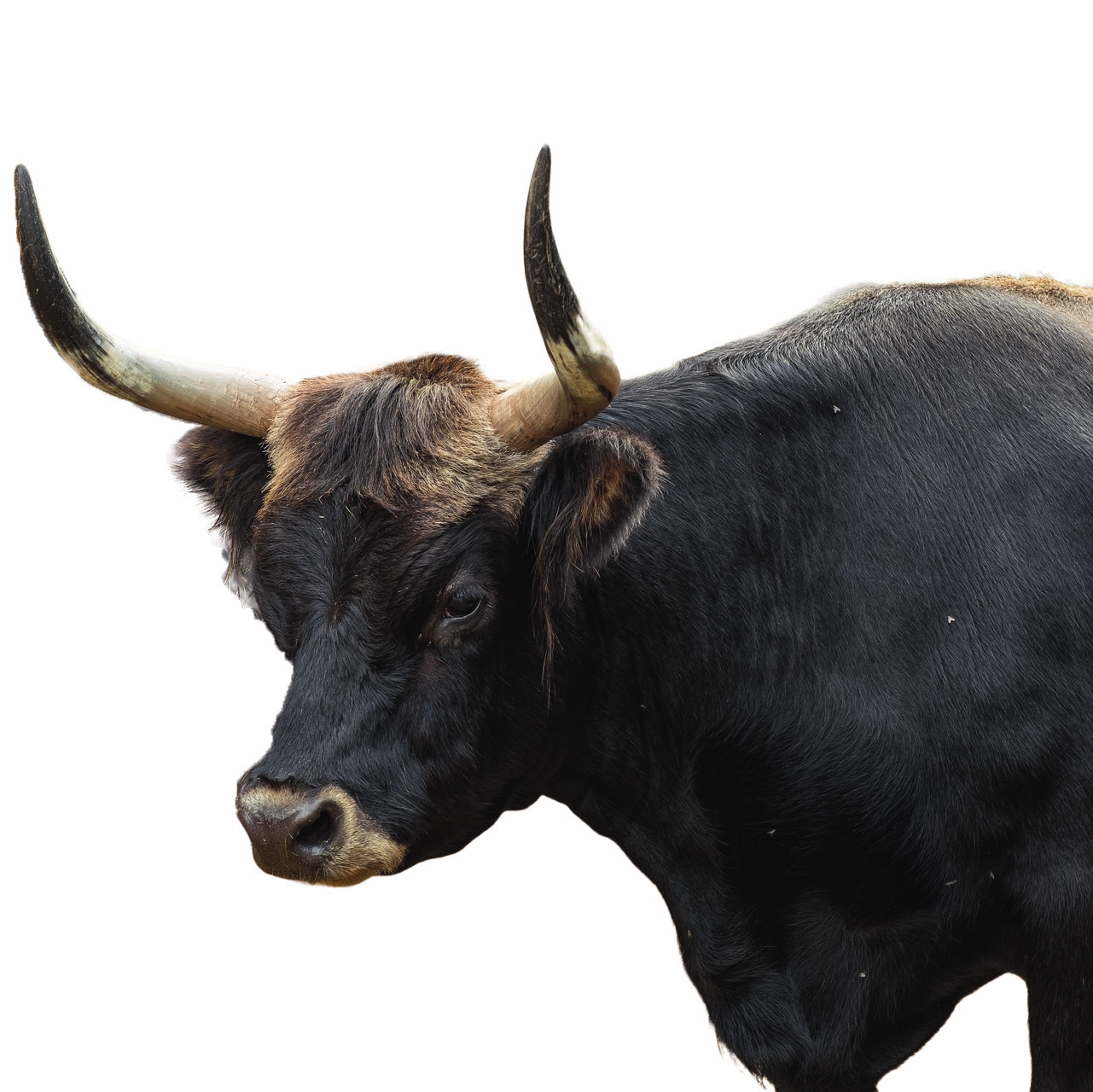 aurochs