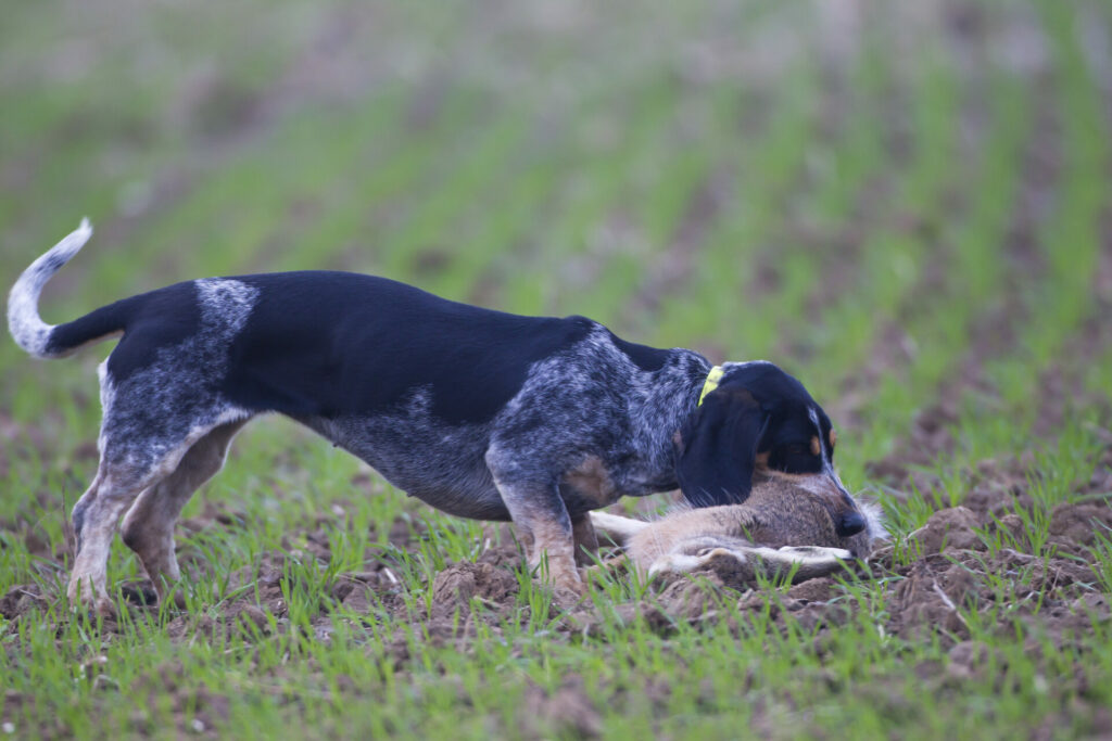 basset bleu de gascogne