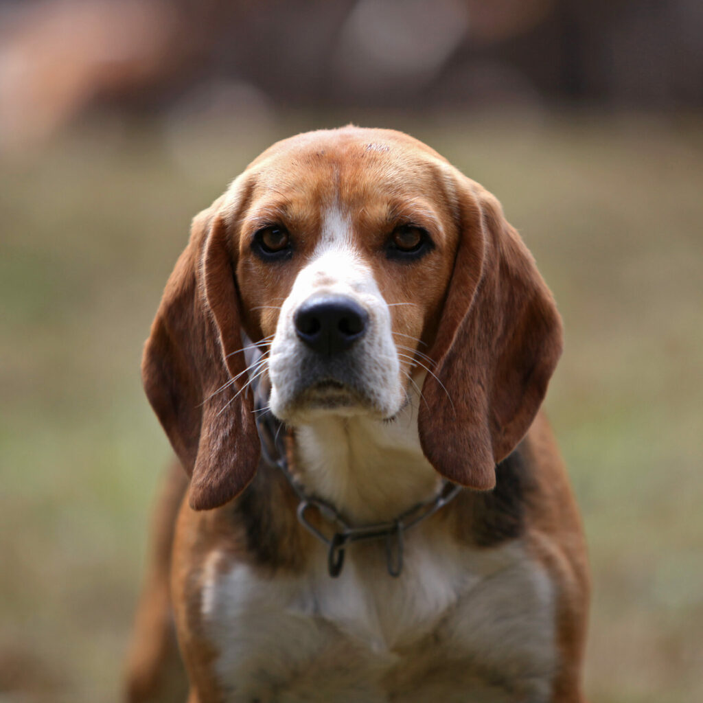 beagle