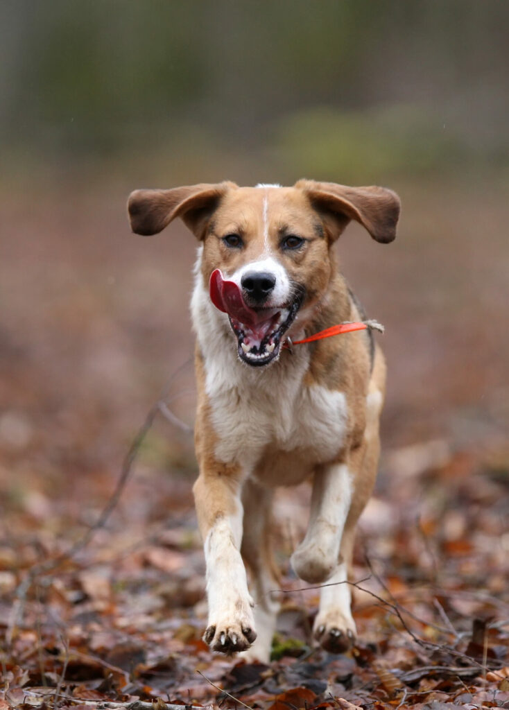 beagle harrier