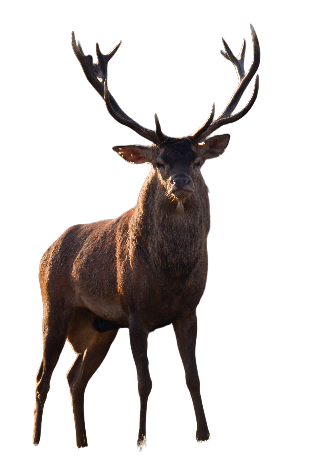 cerf dgest fnc20220003 picsart backgroundremover