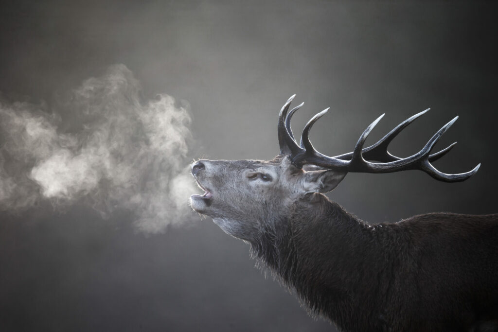 cerf dgest fnc 201900012