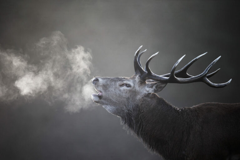 cerf dgest fnc 201900012