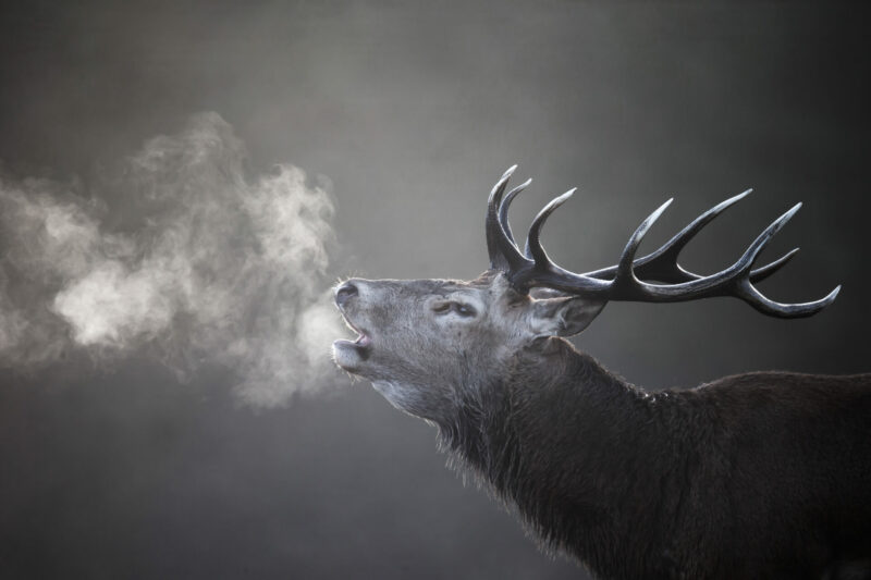 cerf dgest fnc 201900012