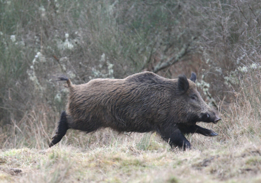 chassemmeleducdec2008 402f