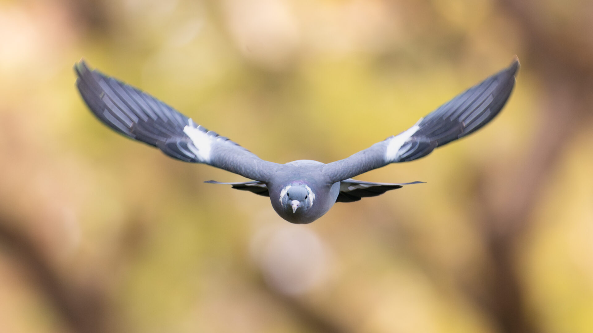 chasseur47 actualite 1 pigeonramier