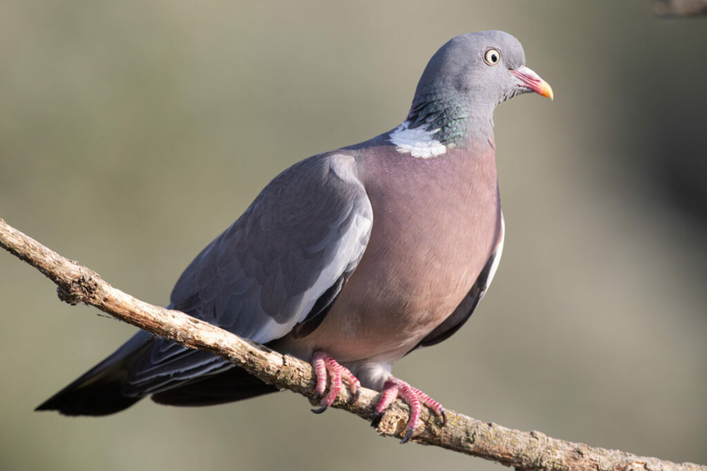 chasseurs47 dgest actualites pigeonramier
