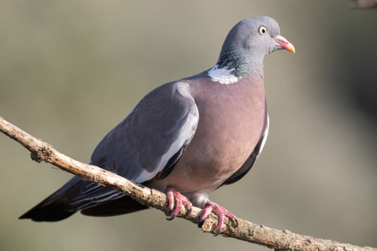 chasseurs47 dgest actualites pigeonramier