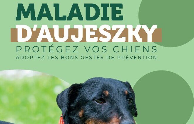 couverture flyer aujeszky