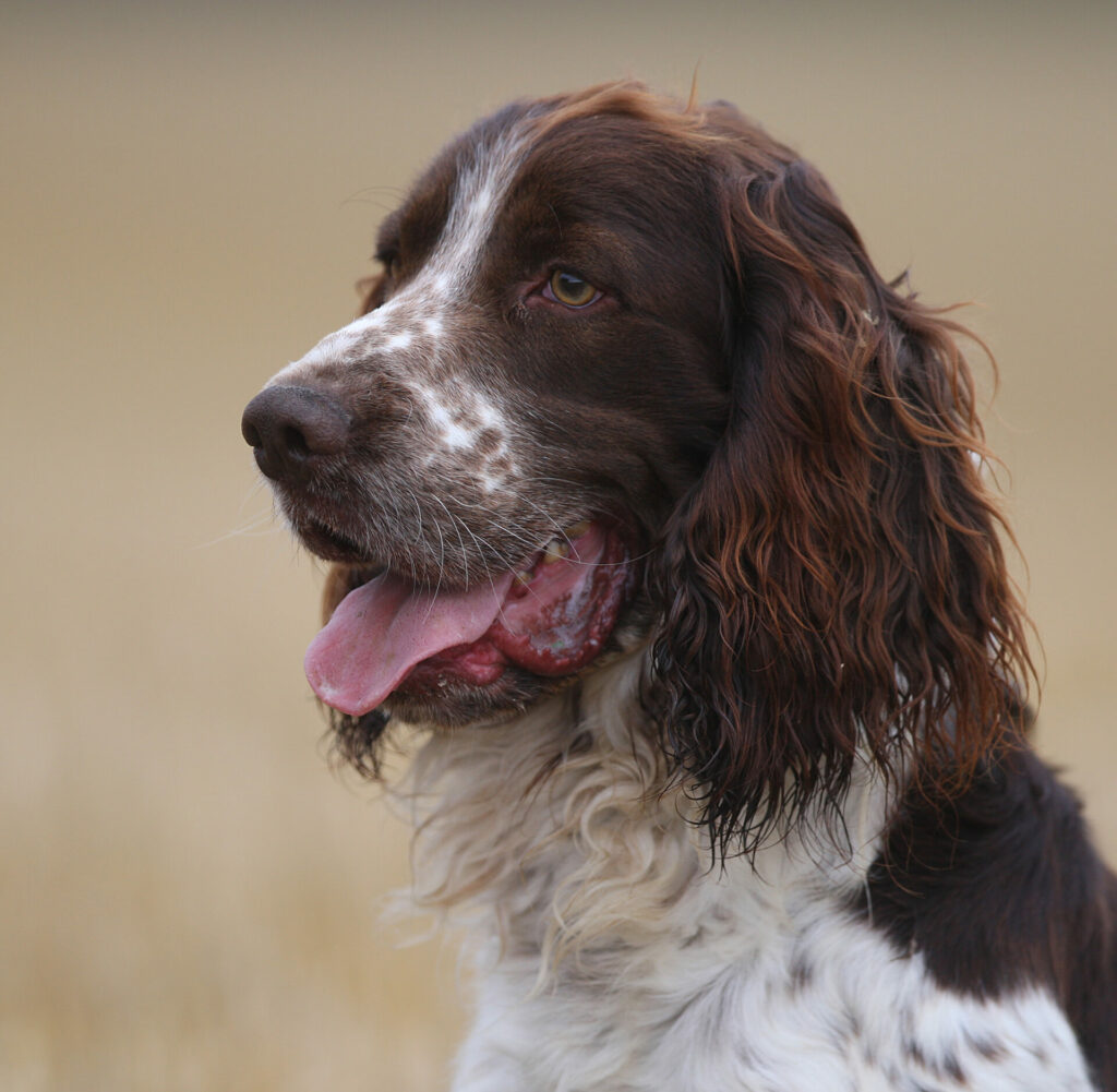 english springer spaniel 1