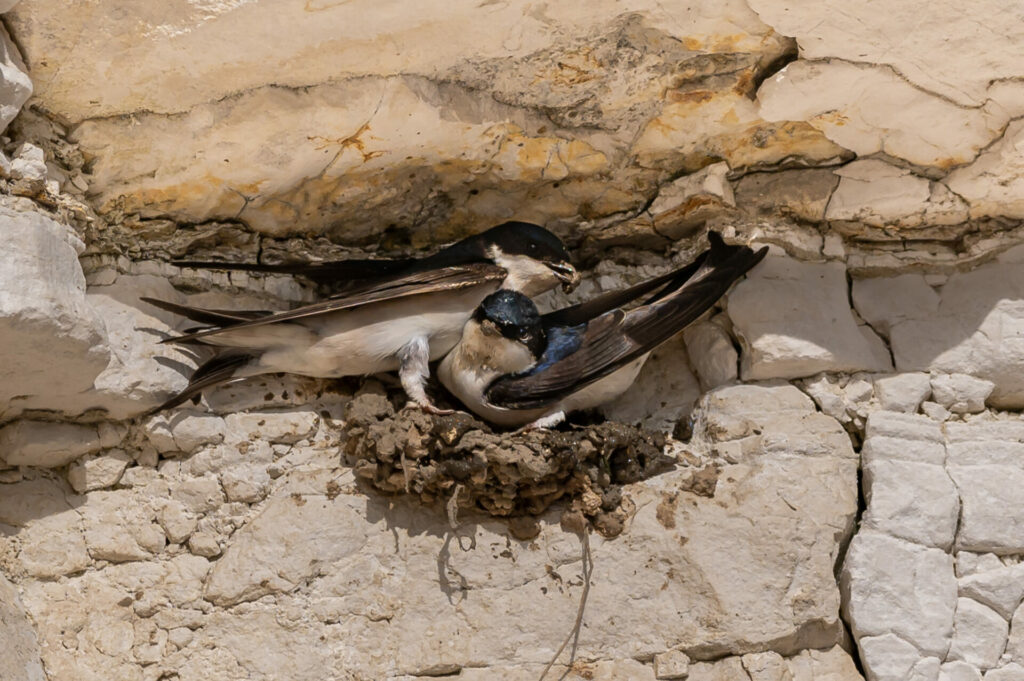 house martin birds, delichon urbicum, building nest cups from mud in gaps on the chalk cliffs yorkshire, uk