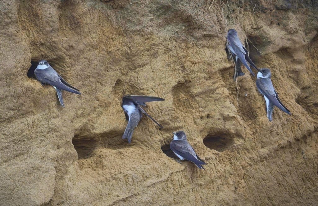 sand martins (riparia riparia) sitting near a nest on a sandy shore. close up. wildlife.