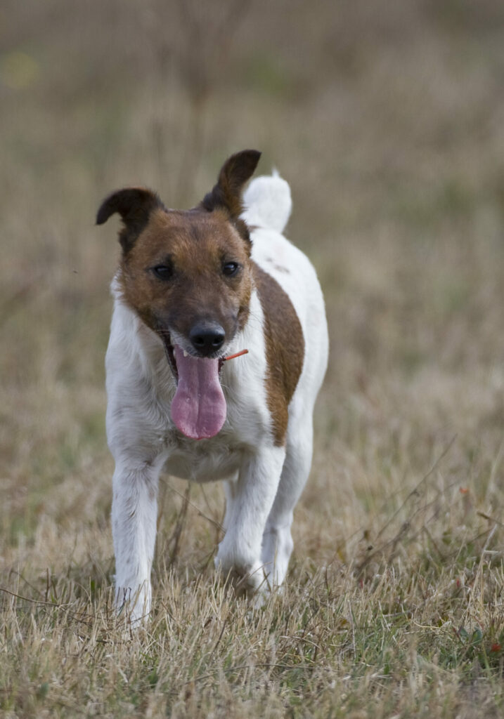 jack russell terrier 1