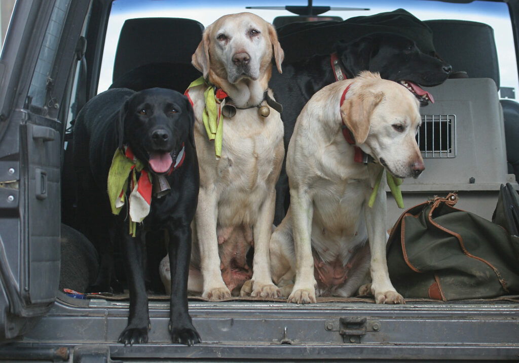 labrador
