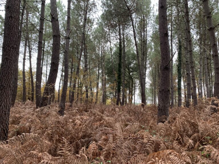 landes (1)