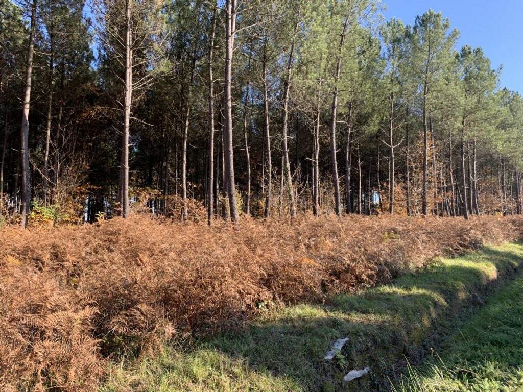 landes (2)