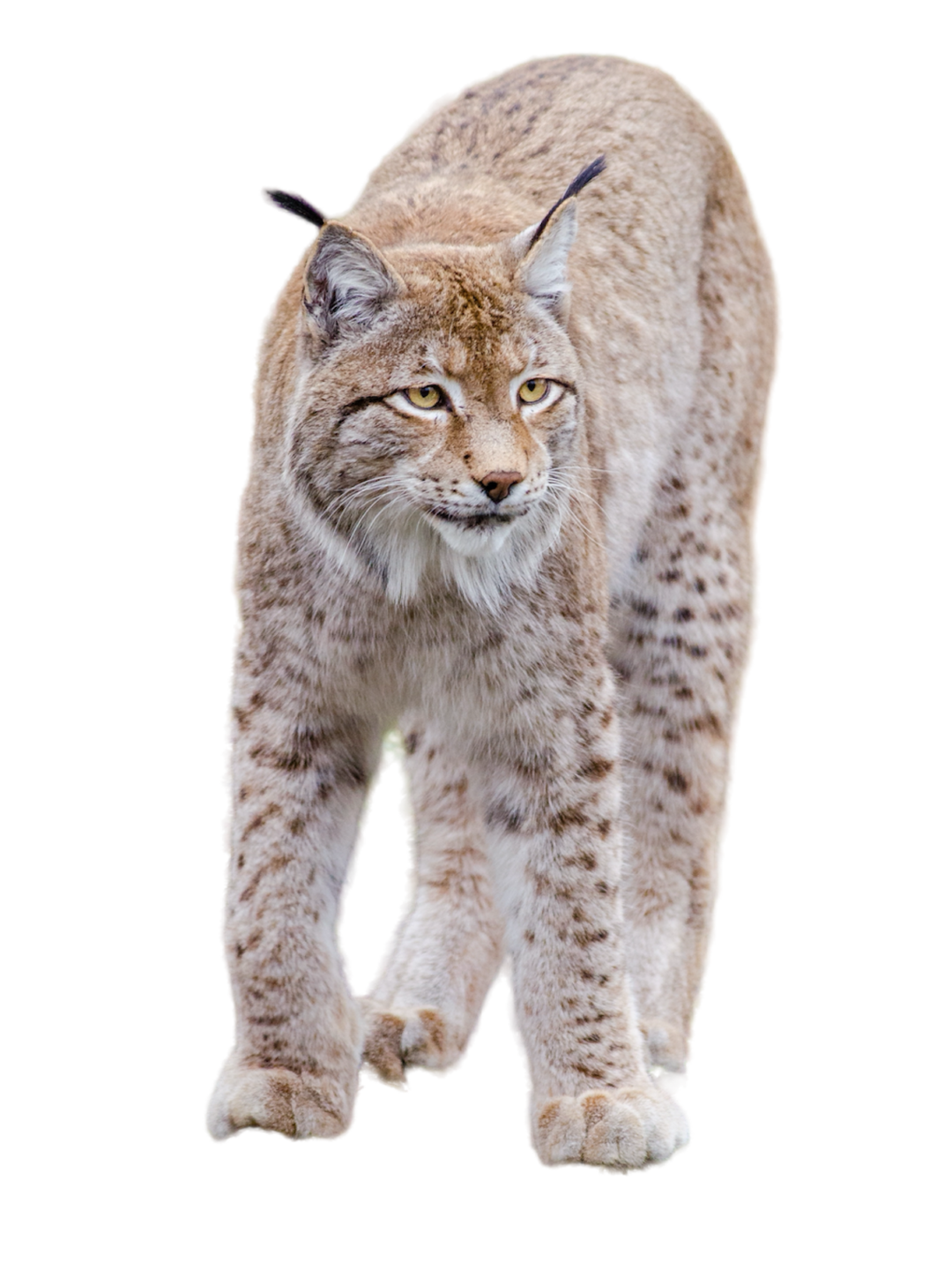 p104 lynx par pexels de pixabay