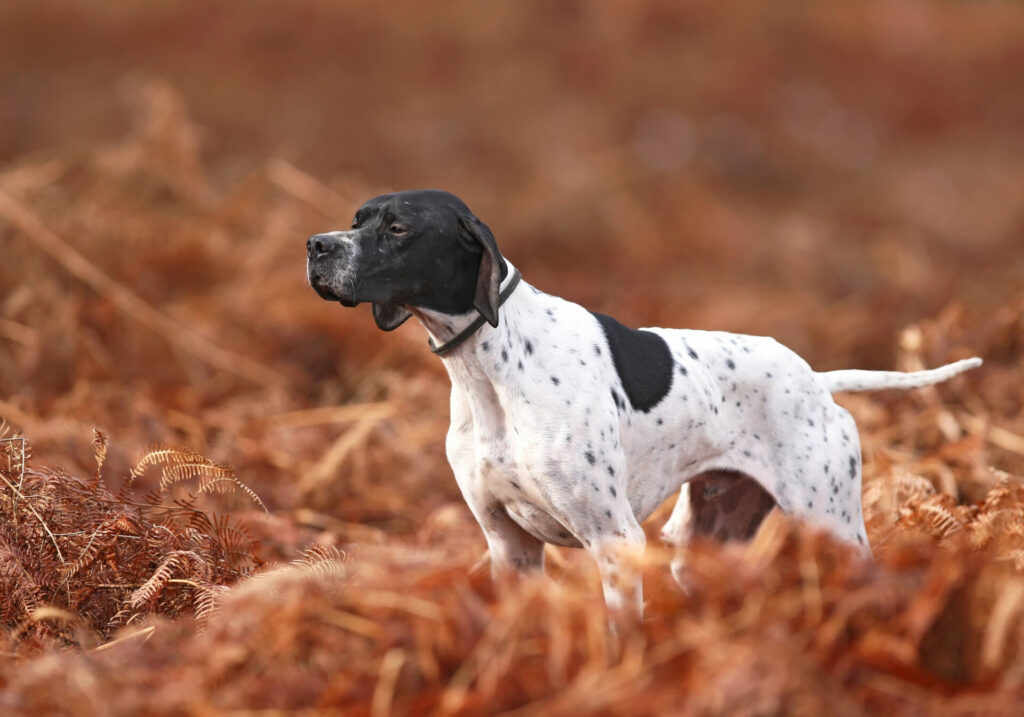 pointer 1