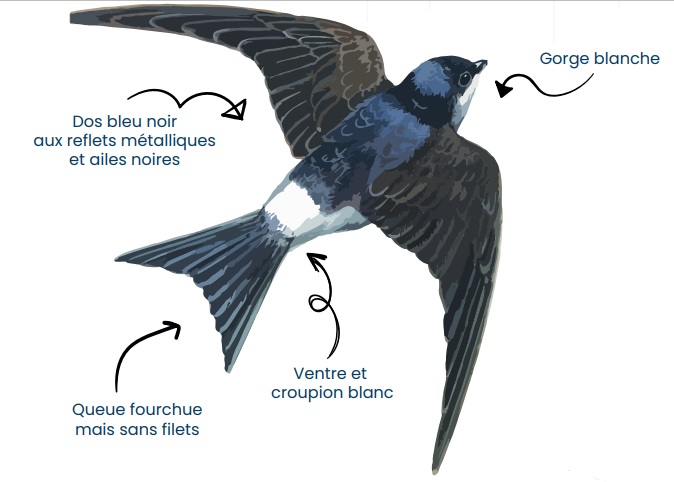reconnaissance hirondelle fenêtre