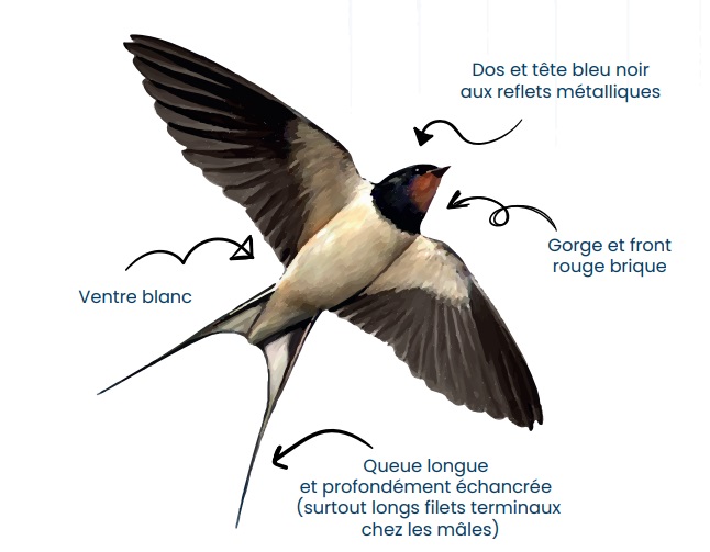 reconnaissance hirondelle rustique
